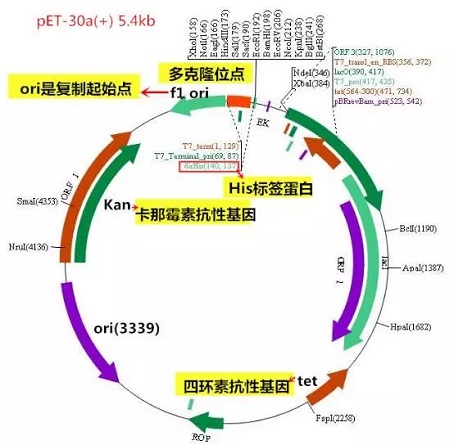 质粒图谱