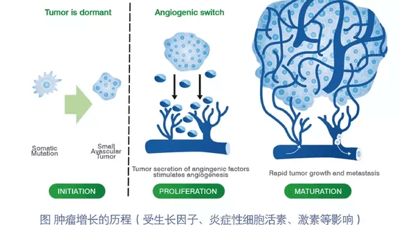 vegf肿瘤增长的历程
