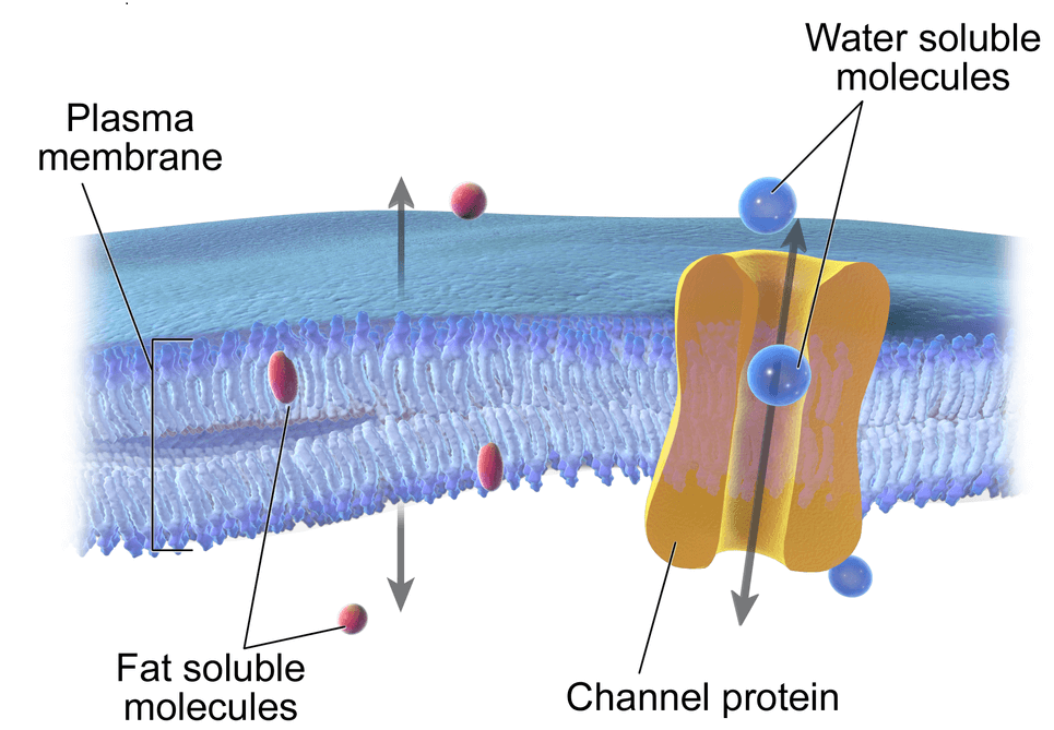 细胞膜