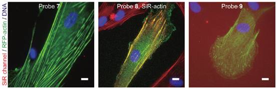 活细胞F-actin微丝蛋白染色试剂盒文献图