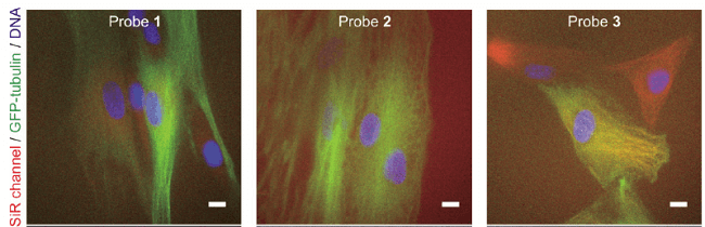 微管蛋白tubulin