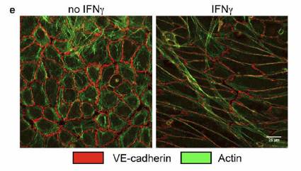 活細胞F-actin微絲蛋白染色試劑盒文獻圖