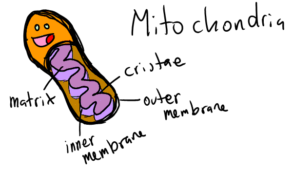 線粒體 Mitochondrion