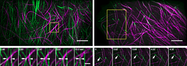 微管蛋白tubulin