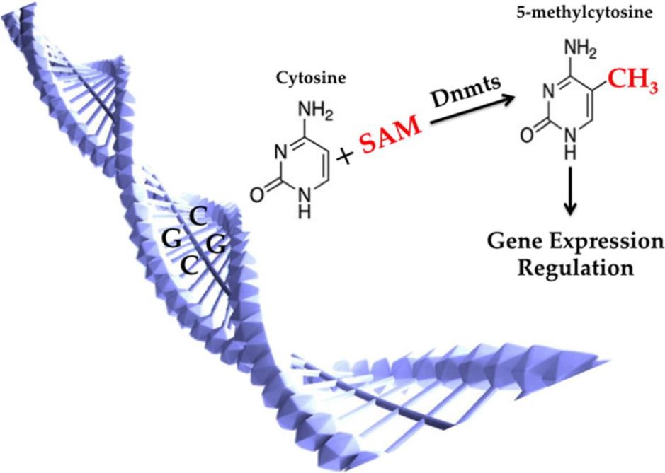 DNA甲基化（5-mc）示意图
