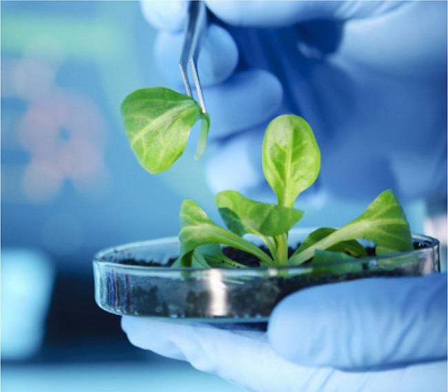 植物蛋白提取方案-peb蛋白提取缓冲液