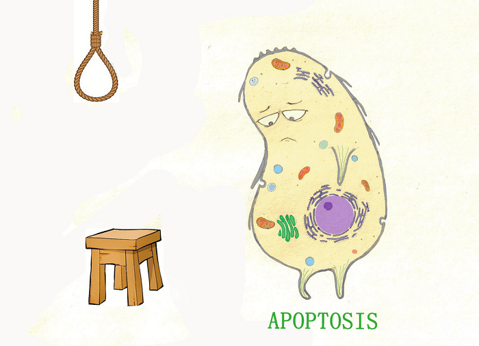细胞凋亡（Apoptosis）