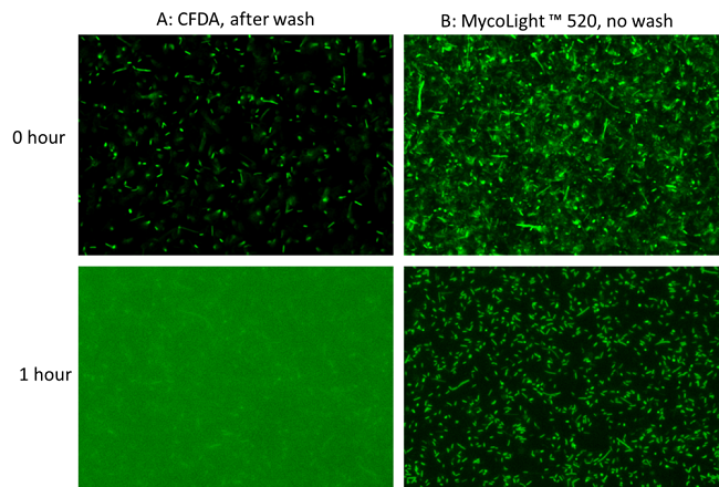 免疫荧光显微镜MycoLight&trade;活细菌荧光成像试剂盒