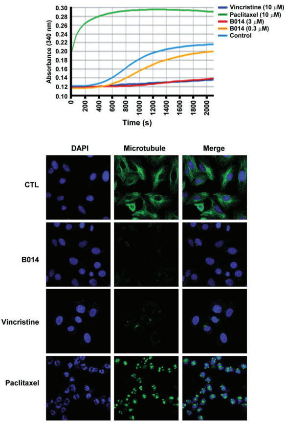 微管蛋白聚合分析试剂盒British Journal of Pharmacology