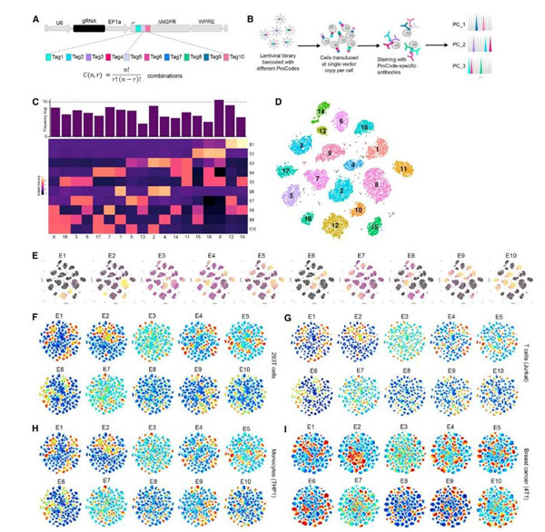 CRISPR,蛋白质条形码