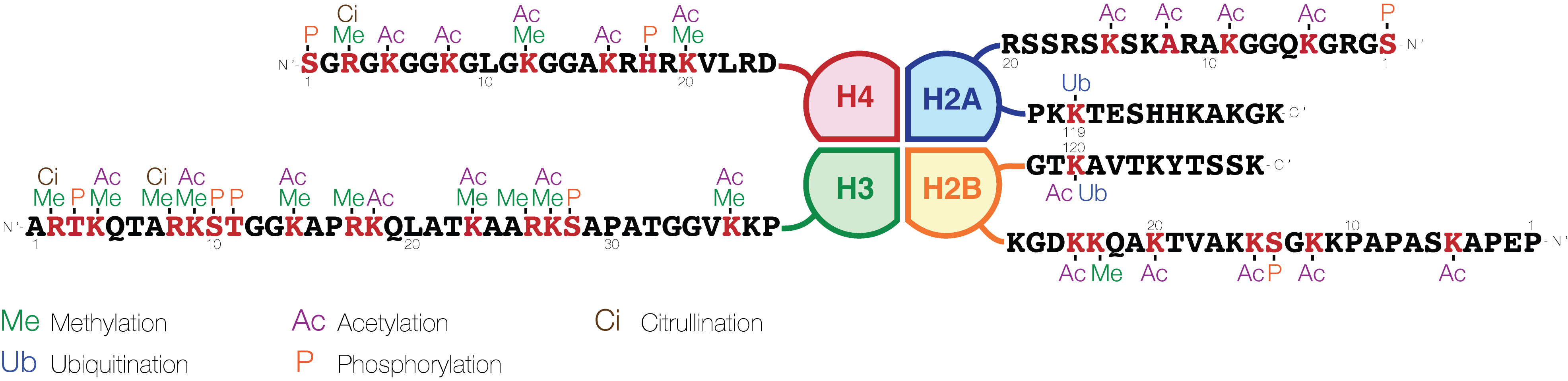 Histone H3蛋白修饰