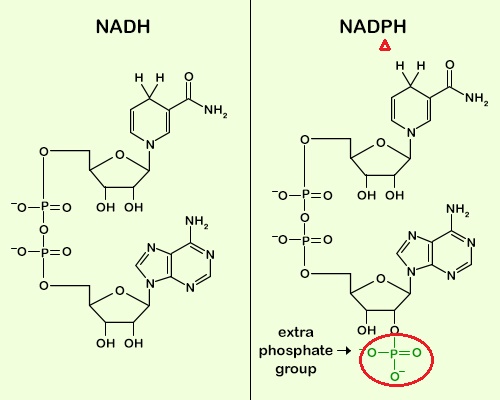 NAD+ NADH NADP+ NADPH