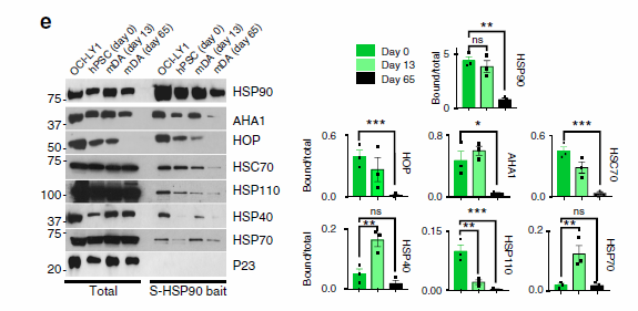 HSP90,SMC-107