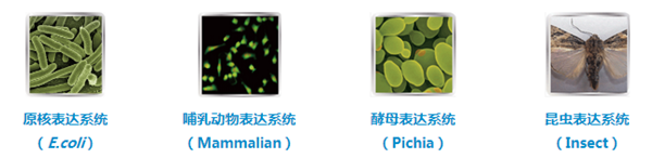 重组蛋白,重组蛋白表达系统