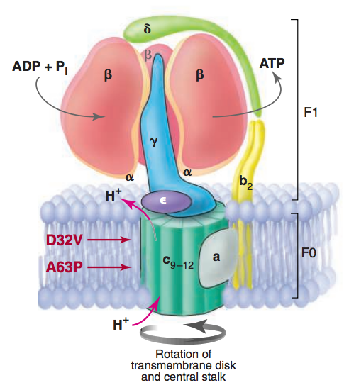 ATP合酶