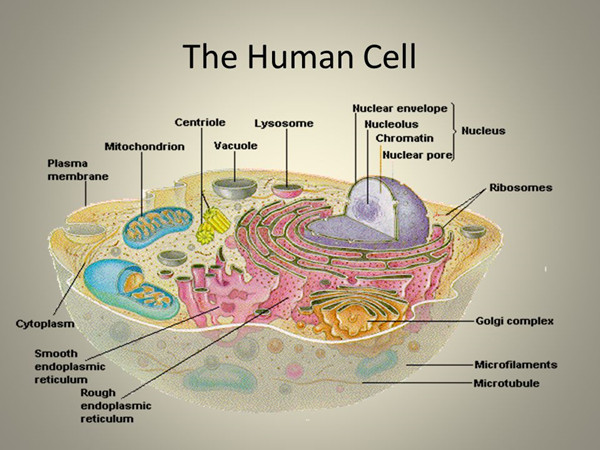 细胞总蛋白