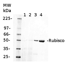 Rubisco抗体应用实例WB结果图