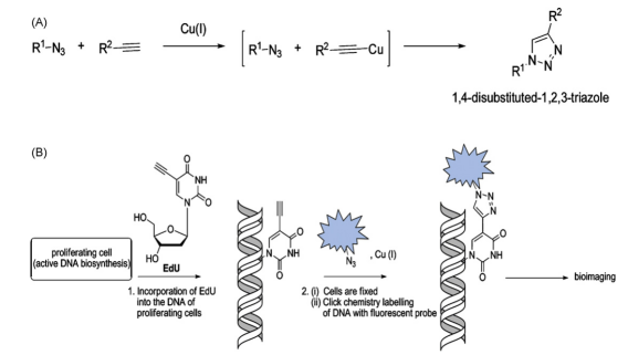 edu细胞增殖,细胞核DNA