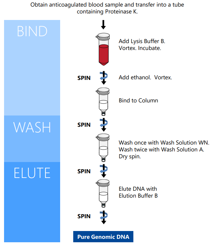 Norgen柱提法提取血液DNA的流程图