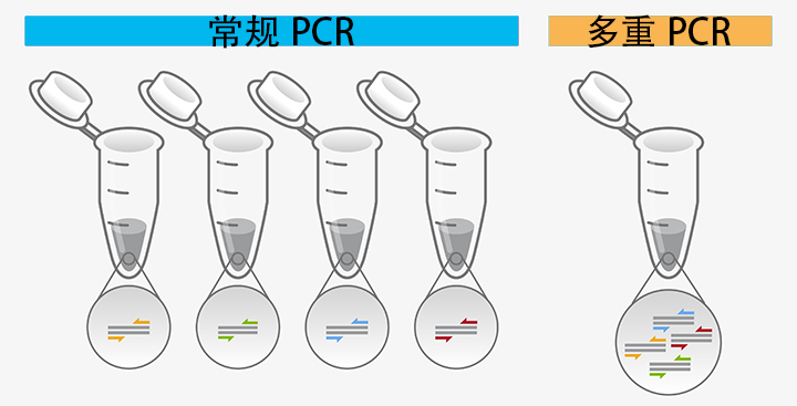 多重PCR试剂盒