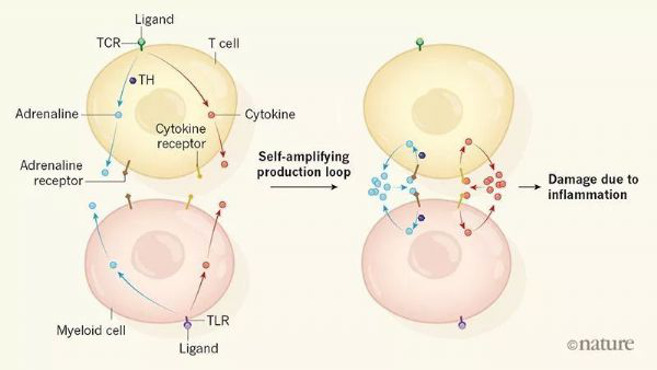 儿茶酚胺环,细胞因子