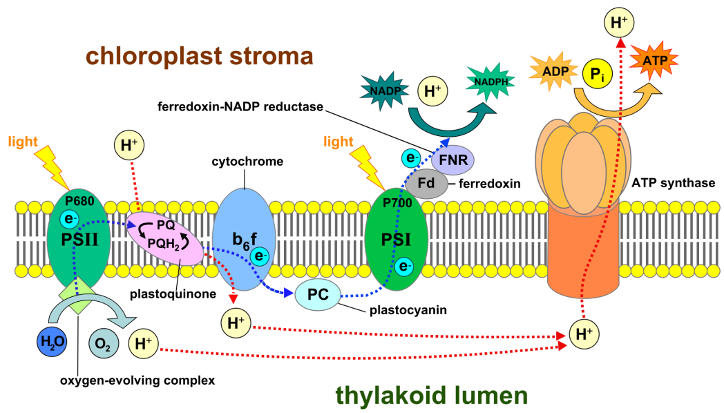 光合作用 Photosynthesis