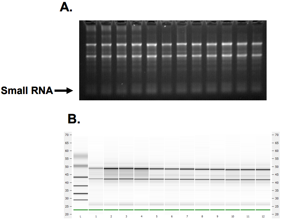 白細胞RNA提取純化試劑盒-96孔板
