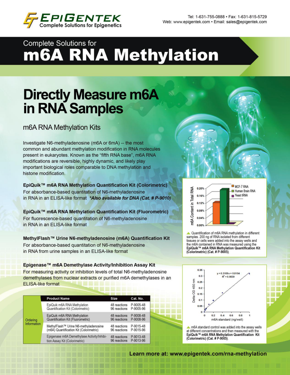 m6A RNA Methylation