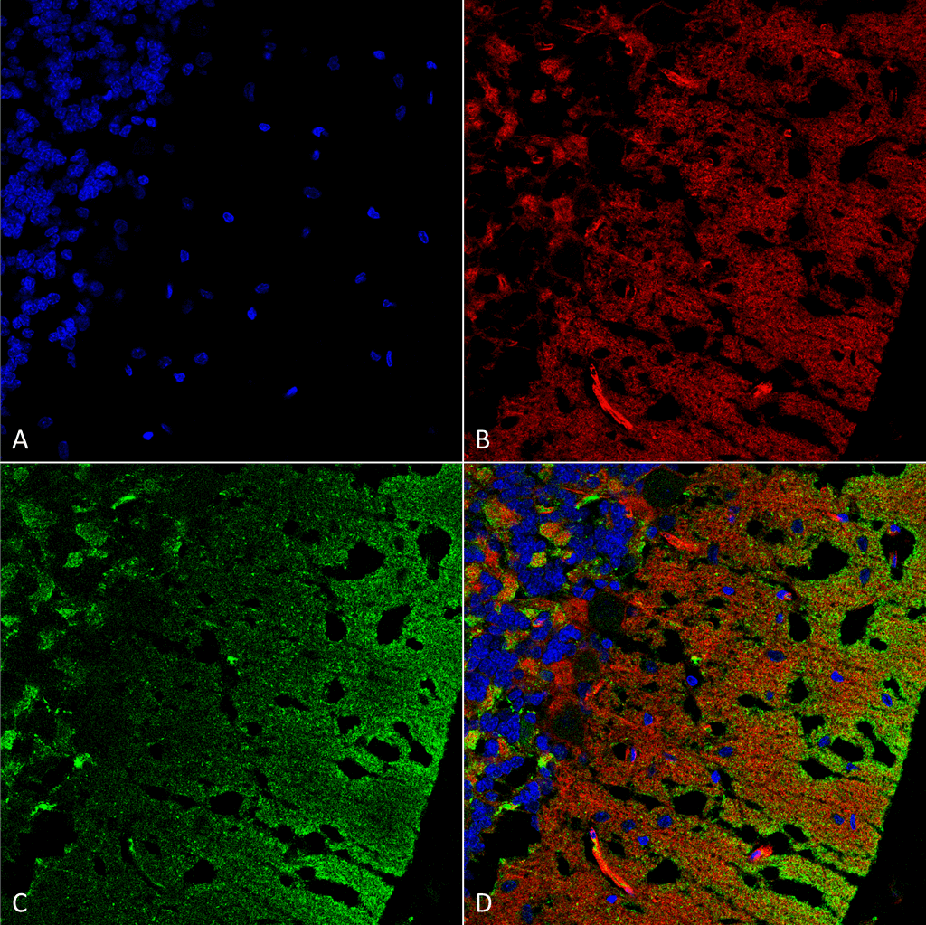 小鼠抗Alpha Synuclein单克隆抗体 (SMC-530)