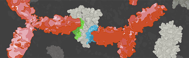 抗体对,Antibody Pair