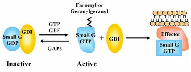 GTP酶活化蛋白