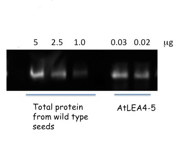 LEA4-5蛋白