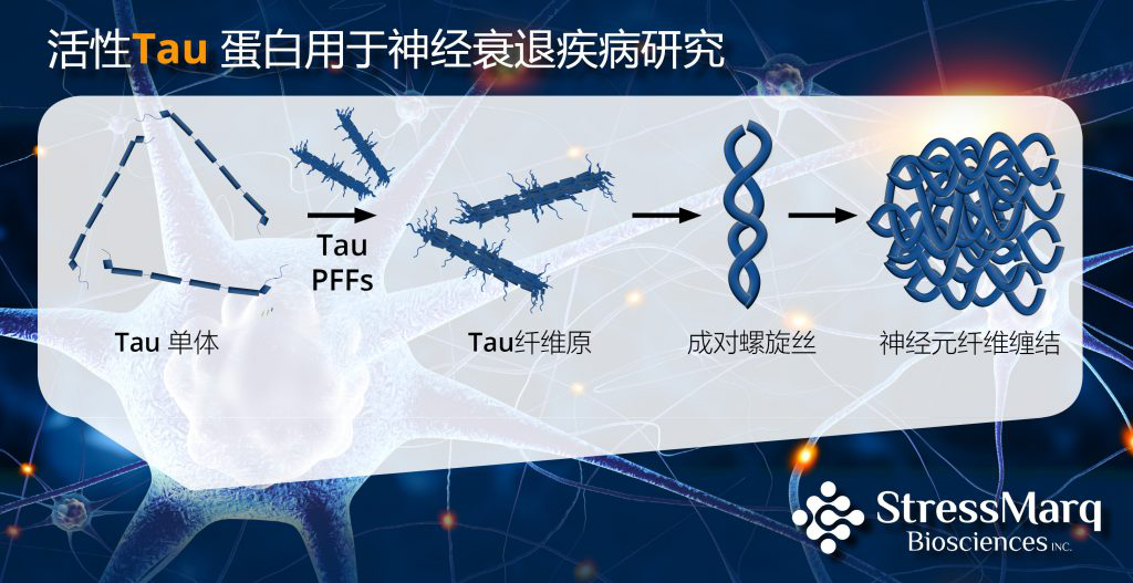 活性Tau蛋白