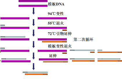 PCR扩增