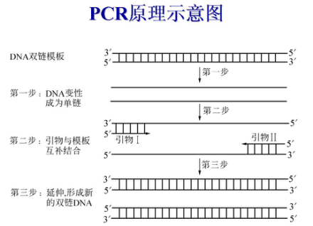 聚合酶链式反应