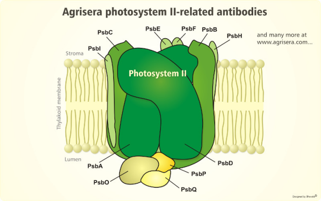 光系统II（PSII）的各个蛋白亚基相关抗体