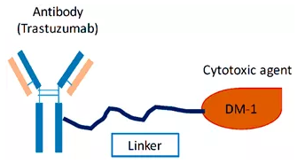 乳腺癌抗体药物偶联物