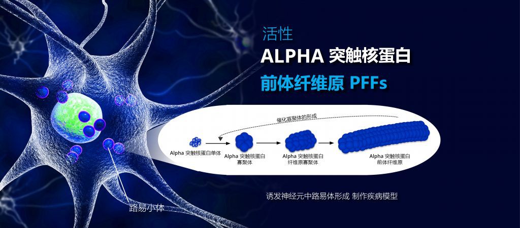 α-突触核蛋白聚集体（PFFs）的形成过程