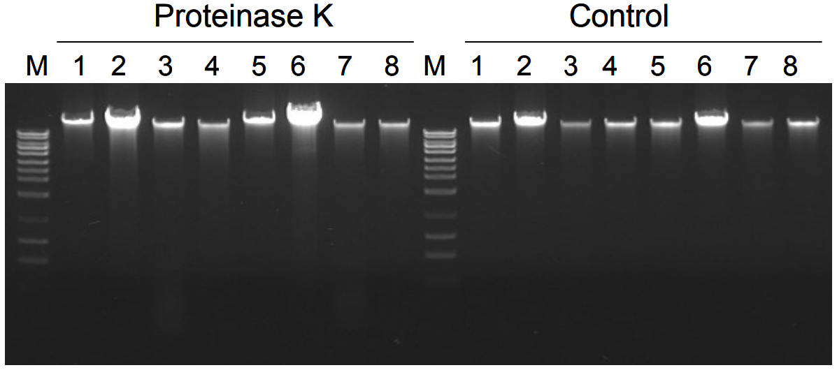 蛋白酶K