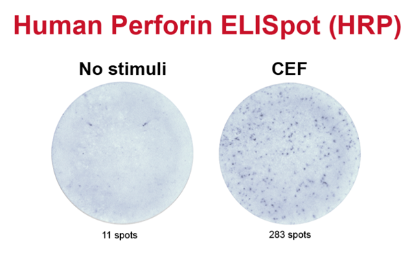 人穿孔素ELISpot试剂盒（hrp）