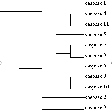 Caspase蛋白酶