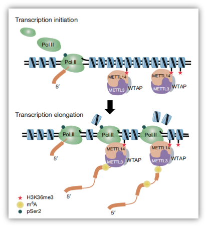 组蛋白H3K36me3调控RNA m6A修饰机制