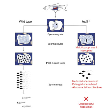 热休克因子5是斑马鱼精子产生的重要因子