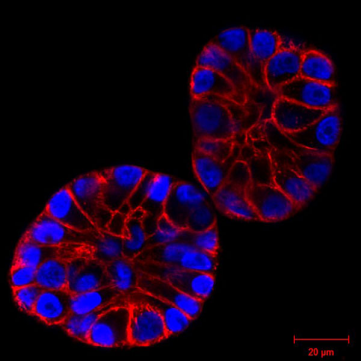 MCF10A Cells