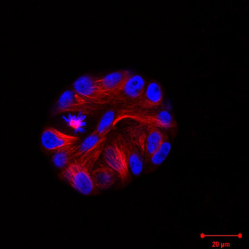 MCF10A Cells 