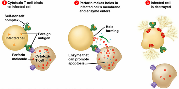 穿孔素与靶细胞密切接触相互作用