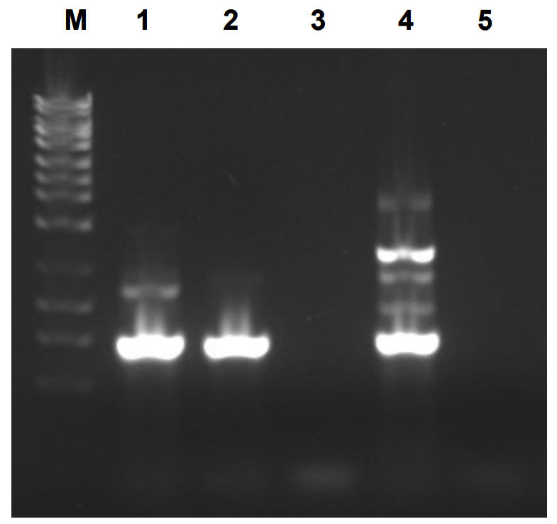 RNA 纯化