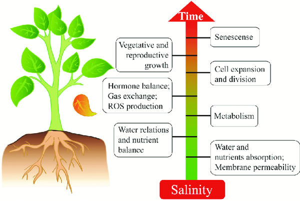 植物环境压力-盐胁迫