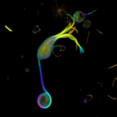 金鱼视网膜双极细胞