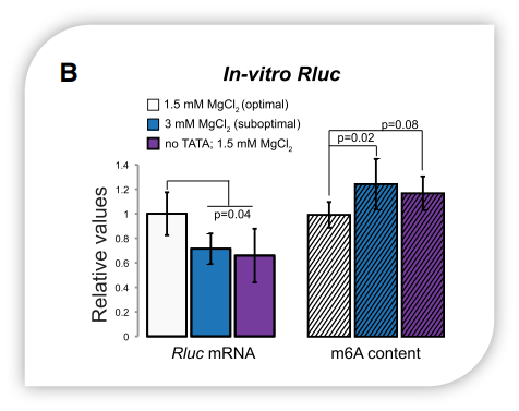 m6A RNA 定量